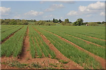 SP0651 : Field of onions by Philip Halling