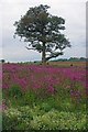 Tree and Red Campion