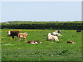 Cattle near Chivery