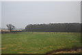 Sheep grazing near Laughton