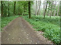 Mixed woodland trees in Medhone Copse