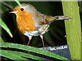 TQ1876 : Robin (Erithacus rubecula) by Christine Matthews