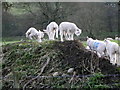 Lambs, Fremington