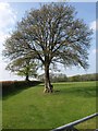 Tree near Pulsfordware