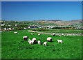 C0236 : Sheep near Dunfanaghy by Rossographer