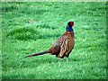 SE0399 : Pheasant (Phasianus colchicus) by Maigheach-gheal