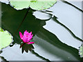 TQ1877 : Water Lily, Princess of Wales Conservatory, Kew Gardens by Christine Matthews