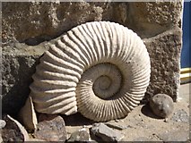 NJ9505 : Ammonite fossil in North Square, Footdee by Stanley Howe