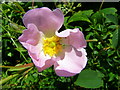 ST9330 : Dog Rose (Rosa canina) by Maigheach-gheal