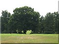 Former recreation ground south of Manor Way, SE3 (7)