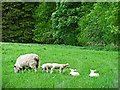 Grazing land near Shanwell