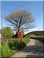 Telephone box with tree