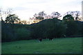 Evening grazing by Afon Banwy