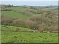 Fields and woods above Templeton Bridge