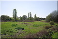 TQ3568 : Marshy area, South Norwood Country Park by N Chadwick