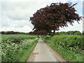 Copper Beeches at Sunwood Farm