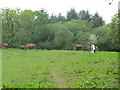 Horses grazing east of Cwm Farm