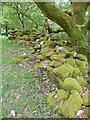 Mossy Wall