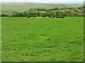 Pasture at Heathcote