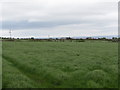 View east across cultivated grassland