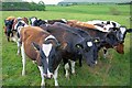 SE9893 : Young Bullocks near Kirkless Farm by Mick Garratt