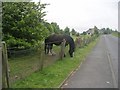 Horse grazing - Low Moor Side Lane