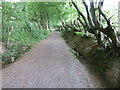 Alder trees bordering bridleway to Burgess Hill