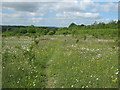 Daisy footpath to New House Farm