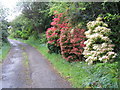 Assorted Pieris cultivars