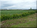 Young hawthorn hedge beside the B5125 near Broughton