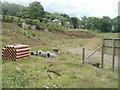 Pipes on an abandoned housing development site, Hospital Road, Pontnewynydd