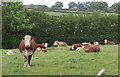 Cattle, Washford Pyne