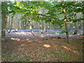 Bluebells in Pods wood