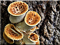 J2765 : Fungus, Lambeg (2) by Albert Bridge