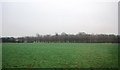 Crops near Sessay