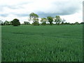 Farmland off the B1223