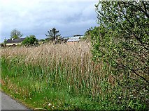 M1773 : Reedbeds at Ballycally by Oliver Dixon