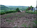 Dozing pig at Tal-y-bryn Farm