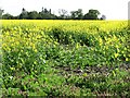 Oilseed rape near Airth