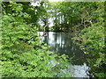 Pond next to Tilebarn Wood