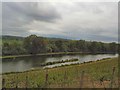 The Lake - Painshill Park