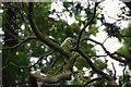 TQ1970 : Ring-neck parakeet in Richmond Park by Bill Boaden