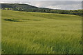 Barley field in the Rhymney Valley