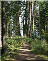 NY6886 : Path, Kielder Forest by Stephen Richards