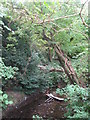 The Quaggy River east of Jevington Way, SE12 (2)