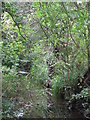 The Quaggy River east of Westdean Avenue, SE12 (2)