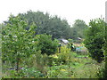 Exford Road Allotments (3)