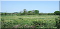 Meadow at Greatham, West Sussex