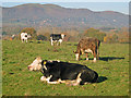 Cattle on Castlemorton Common