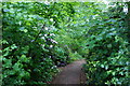Rhododendron line the path